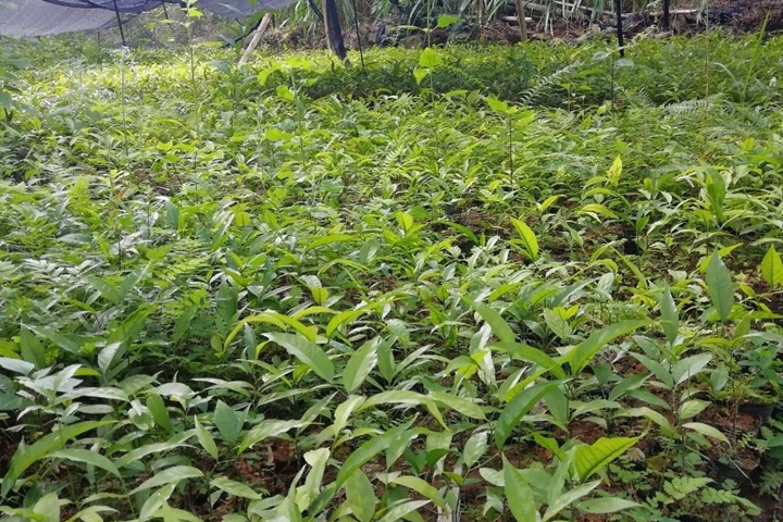 [甜菜]甜菜種子圖片_催芽方法_種植技巧