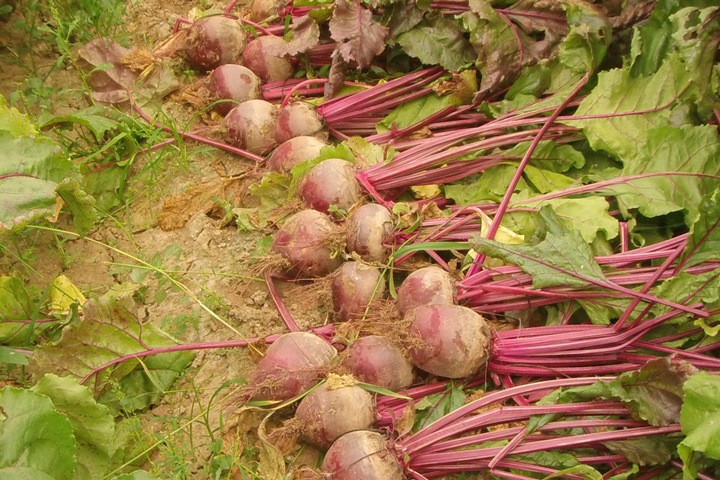 [甜菜]甜菜種子圖片_催芽方法_種植技巧