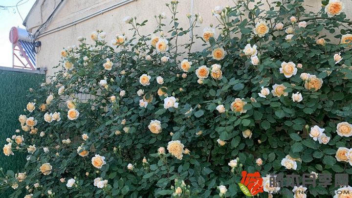 花墻用藤本月季還是薔薇好