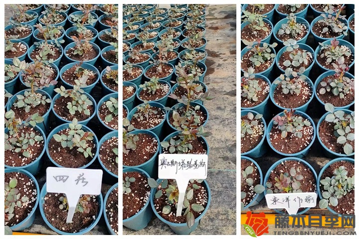 30萬(wàn)棵新品月季根接苗火熱發(fā)售中！