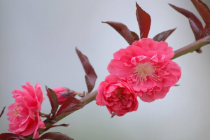 紅花碧桃的種植養(yǎng)護(hù)方法(苗圃技術(shù)人員分享)