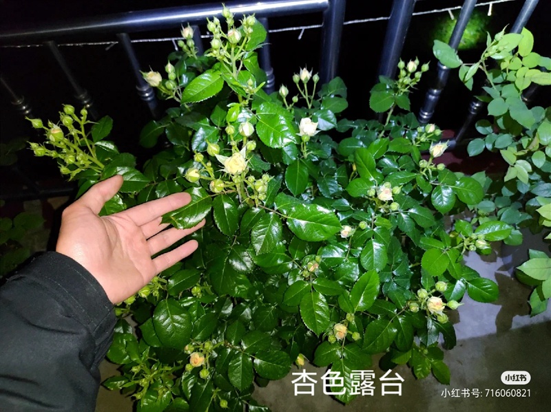 盆栽月季花爆花養(yǎng)護(hù)攻略(養(yǎng)眼的花苞圖賞)