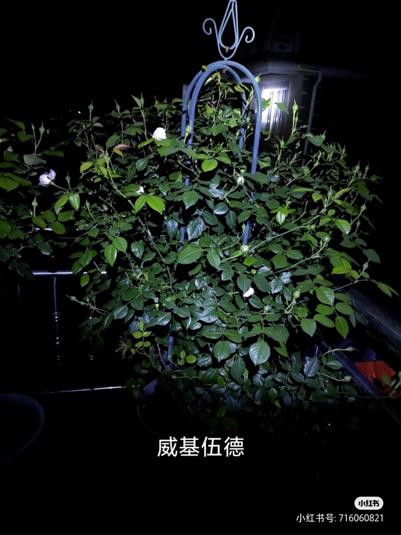 盆栽月季花爆花養(yǎng)護(hù)攻略(養(yǎng)眼的花苞圖賞)