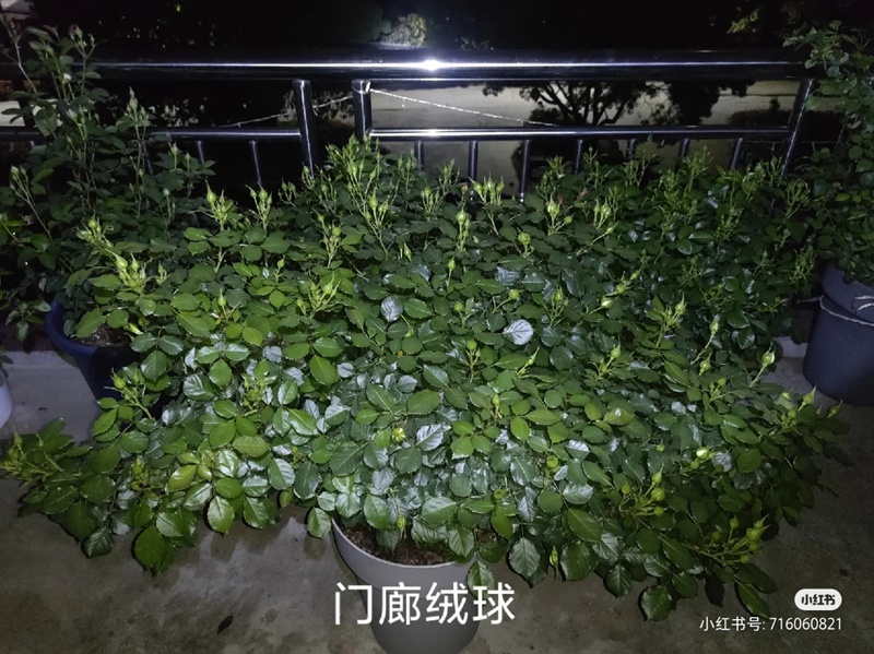 盆栽月季花爆花養(yǎng)護(hù)攻略(養(yǎng)眼的花苞圖賞)