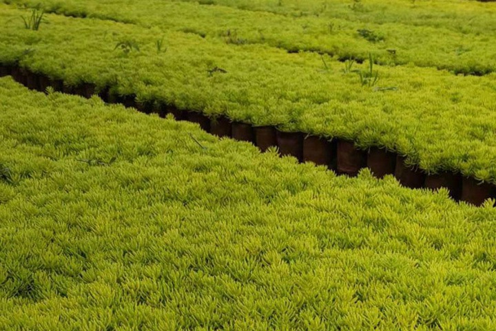 屋頂綠化用什么植物好