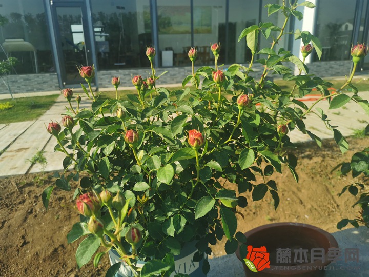 編輯分享月季種植經(jīng)驗