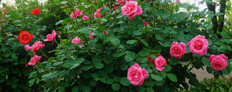 月季一年開(kāi)幾次花