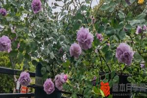 藍(lán)色陰雨月季一年開幾次花