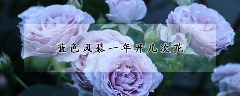 藍(lán)色風(fēng)暴月季一年開幾次花