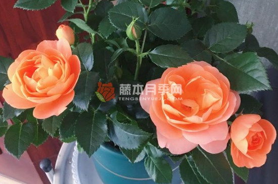 果汁陽(yáng)臺(tái)月季多久開花