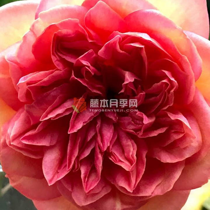 克萊蒙蒂娜月季的優(yōu)缺點(diǎn)