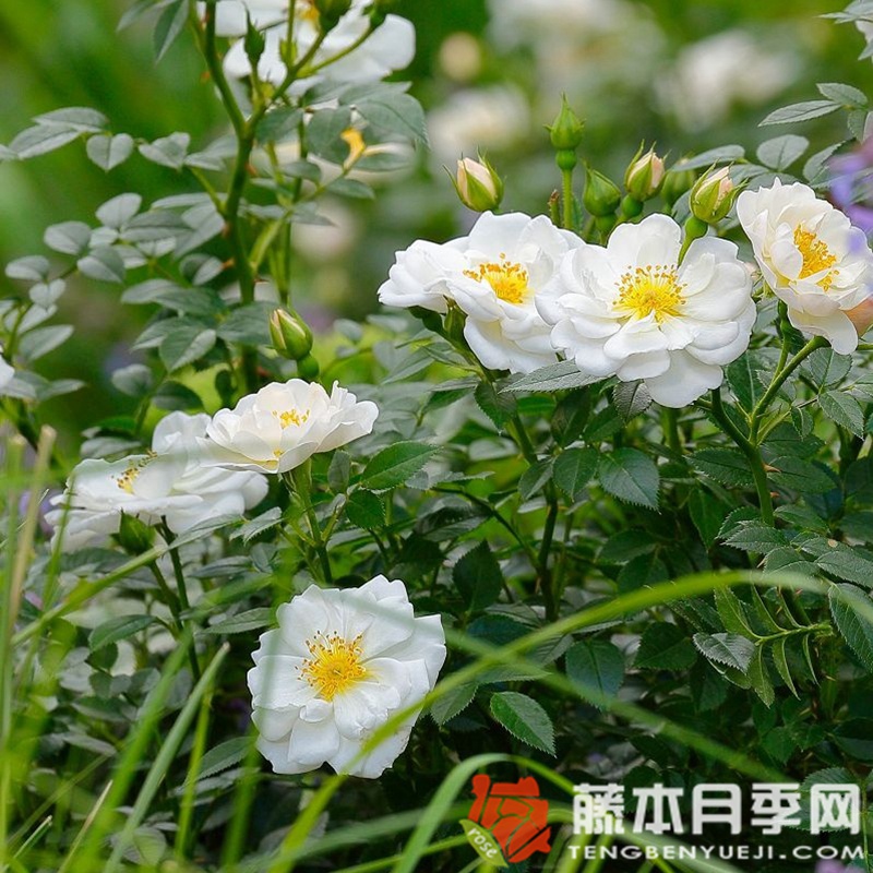 白色蜜蜂樂園月季