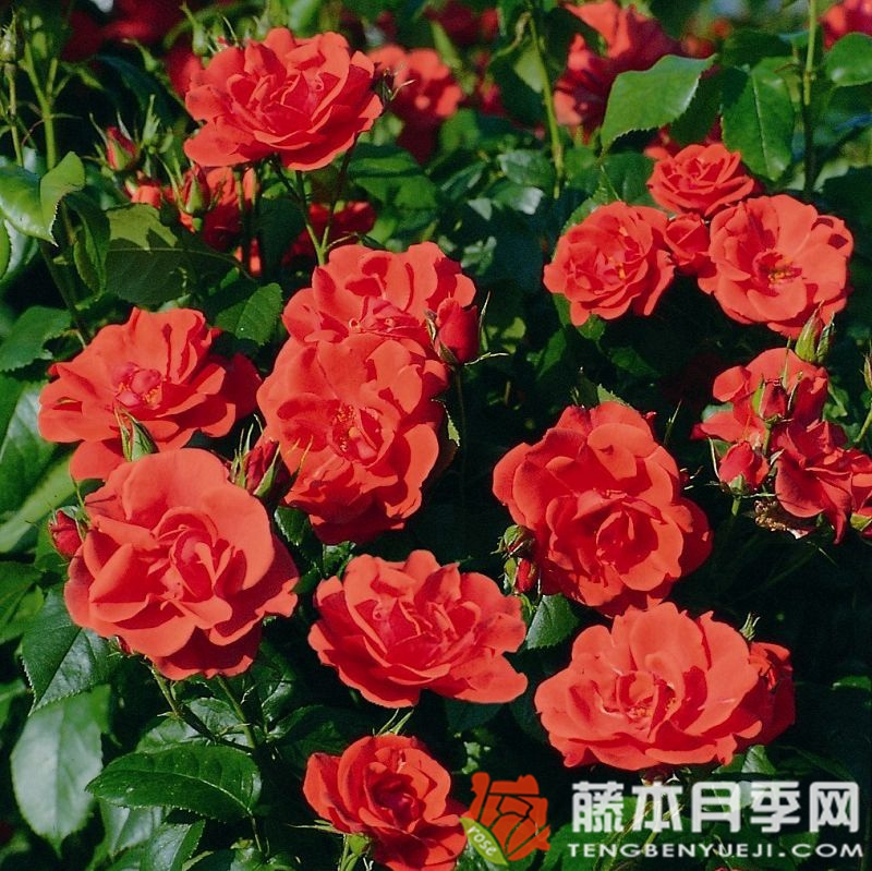 煙花月季