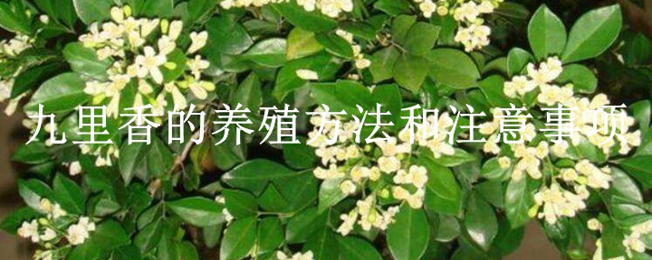 九里香的養(yǎng)殖方法和注意事項(詳細解答)