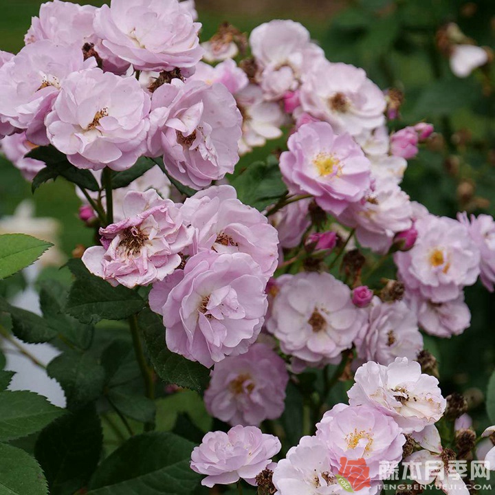 丁香花束月季優(yōu)缺點(diǎn)