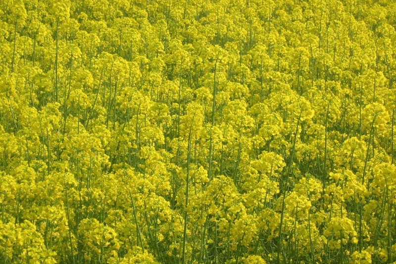 婺源油菜花什么時候開