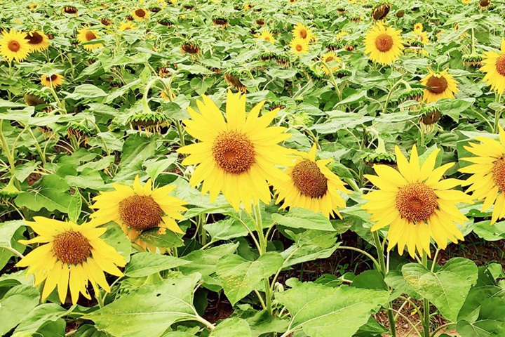 向日葵幾點(diǎn)開花(向日葵每天幾點(diǎn)鐘開花)