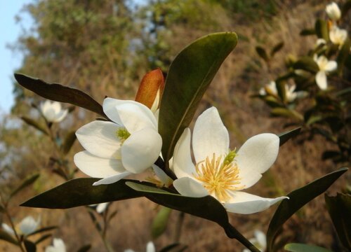 含笑花什么時(shí)候開(kāi)花