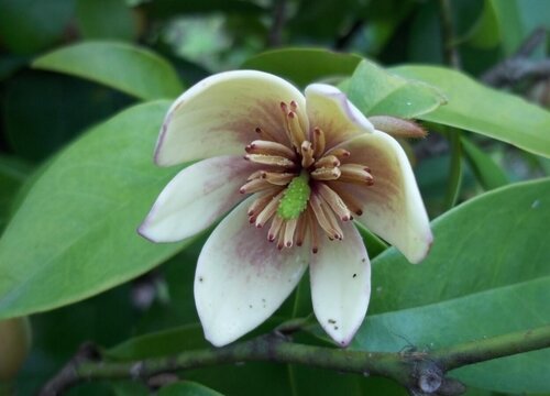 含笑花什么時(shí)候開(kāi)花