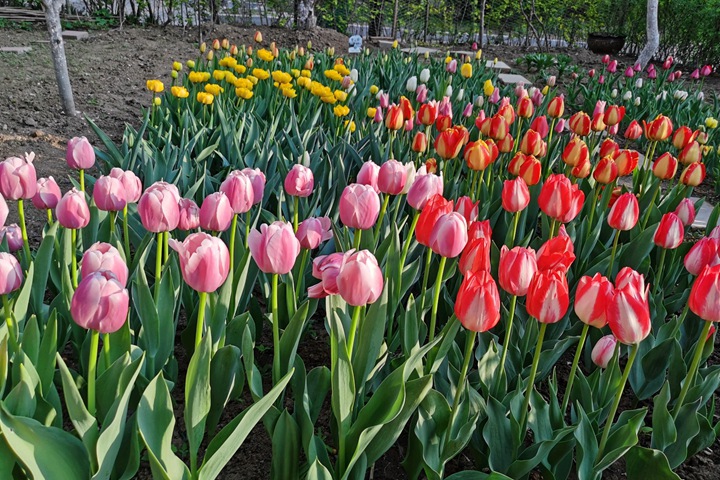 郁金香什么時(shí)候開(kāi)花(郁金香花期)