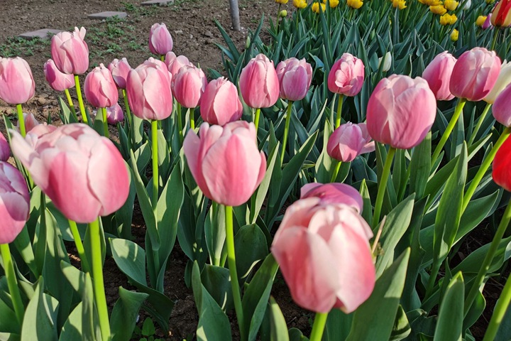 郁金香什么時(shí)候開(kāi)花(郁金香花期)