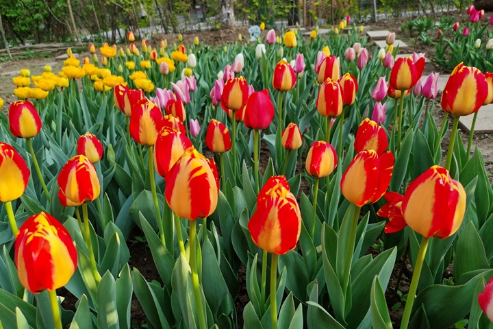 郁金香什么時(shí)候開(kāi)花(郁金香花期)