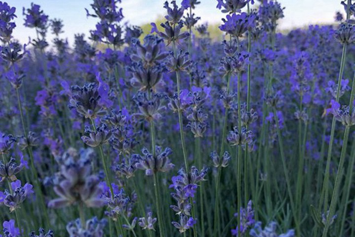 薰衣草什么時(shí)候開花(薰衣草的花期)