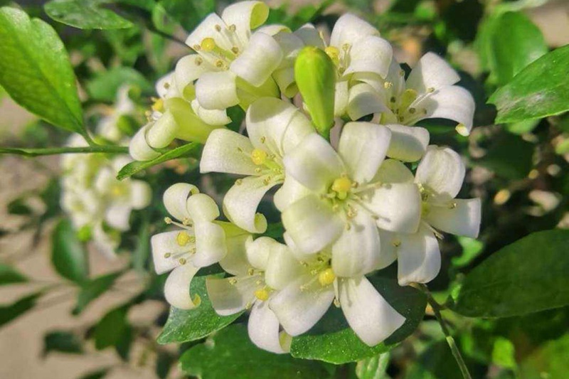 九里香什么時(shí)候開花(九里香的花期)