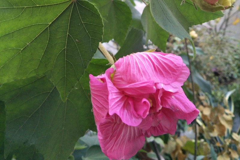 芙蓉花什么時候開(芙蓉花的花期)