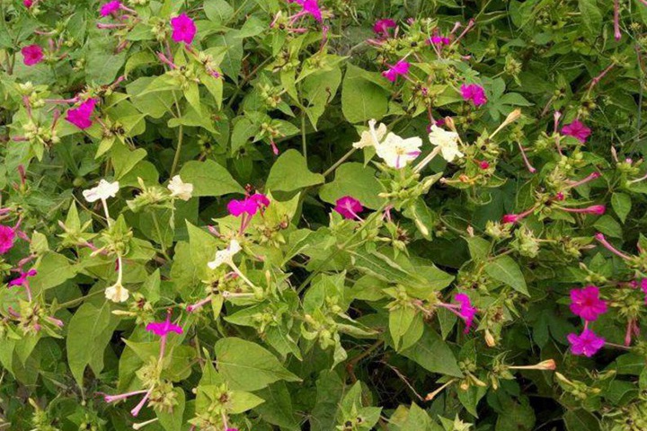 夜來香什么時候開花(夜來香的花期)