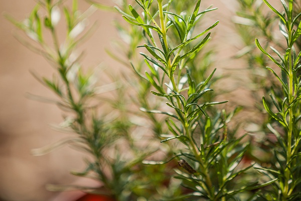 可以驅(qū)除跳蚤和蜱蟲的植物推薦