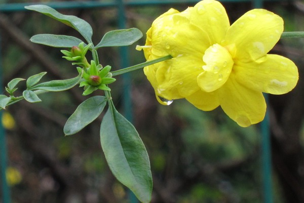 報(bào)春花與迎春花的區(qū)別有哪些