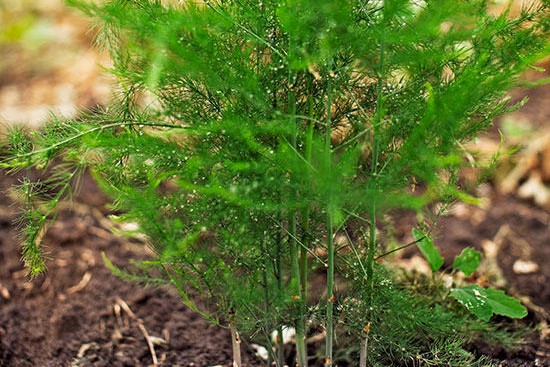 蘆筍的種植時(shí)間及種植方法