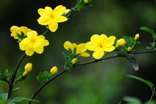 報(bào)春花與迎春花的區(qū)別有哪些