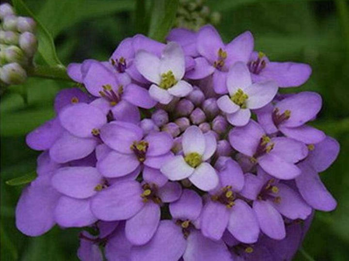 蜂室花種子什么時候播種最好