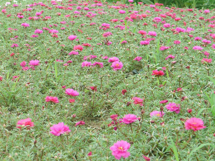 半枝蓮的花語和象征寓意