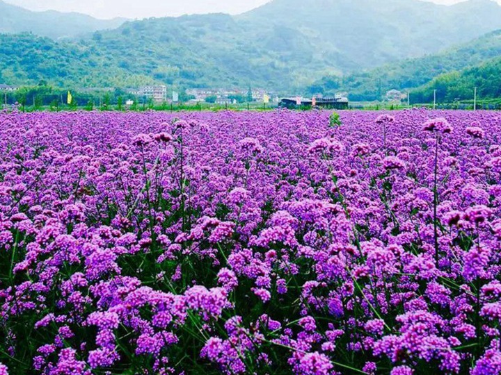 柳葉馬鞭草種子多久發(fā)芽