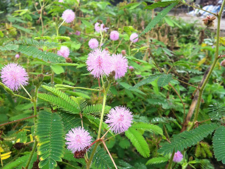 含羞草的花語(yǔ)和象征寓意