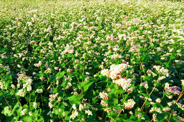 蕎麥種子哪里有賣的？