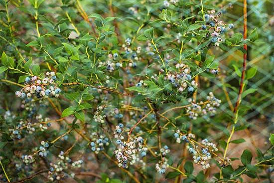 花園里種植水果需要注意些什么？