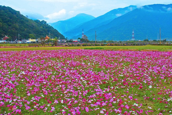 秋英花與格桑花的區(qū)別有哪些？