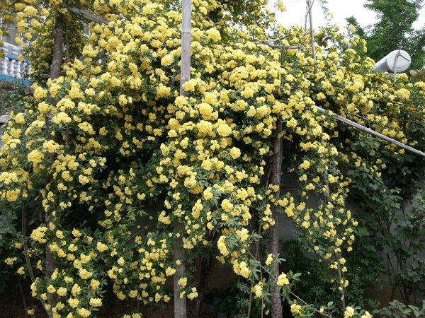 木香花冬天會落葉嗎？