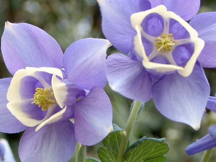 大花耬斗菜是多年生還是一年生