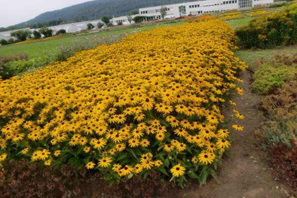 金光菊的花期是什么時(shí)候