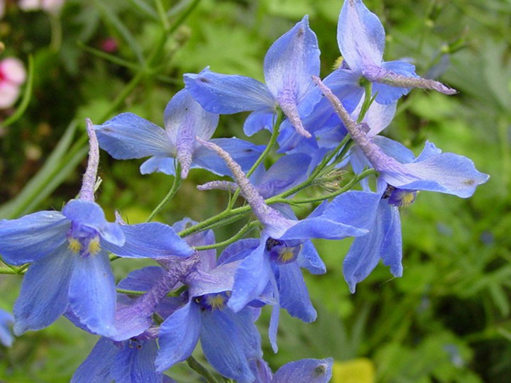 飛燕草的花期、花語和象征寓意