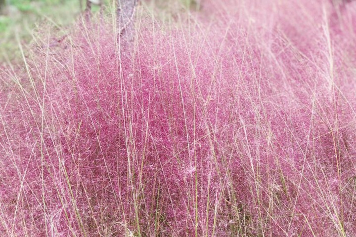 粉黛亂子草花期是幾月，花期能持續(xù)多久