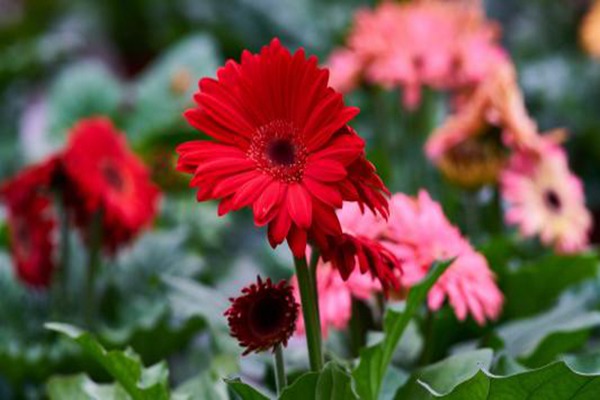 非洲菊和太陽(yáng)花的區(qū)別(如何快速分辨)