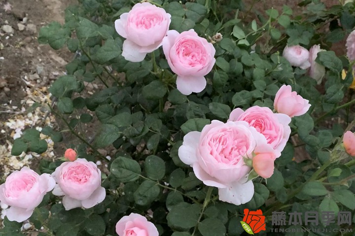 薔薇種植的風(fēng)水禁忌