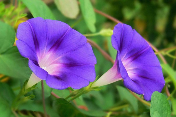 [牽?；╙牽牛花花期_種子種植方法