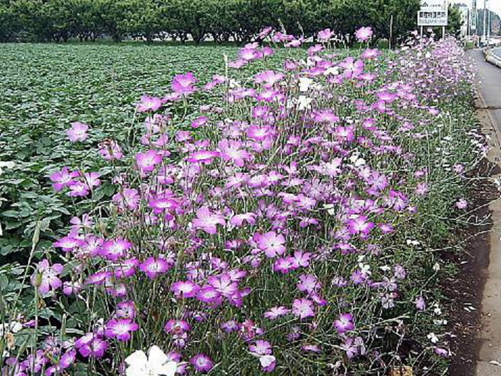 麥仙翁種子的種植方法，什么時候發(fā)芽